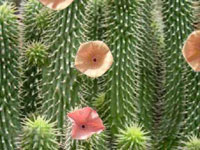 Weight loss. Hoodia helpt ons gewicht verliezen.