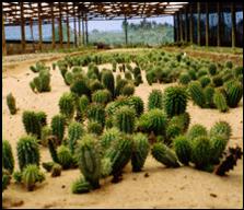 É a planta de Hoodia segura?